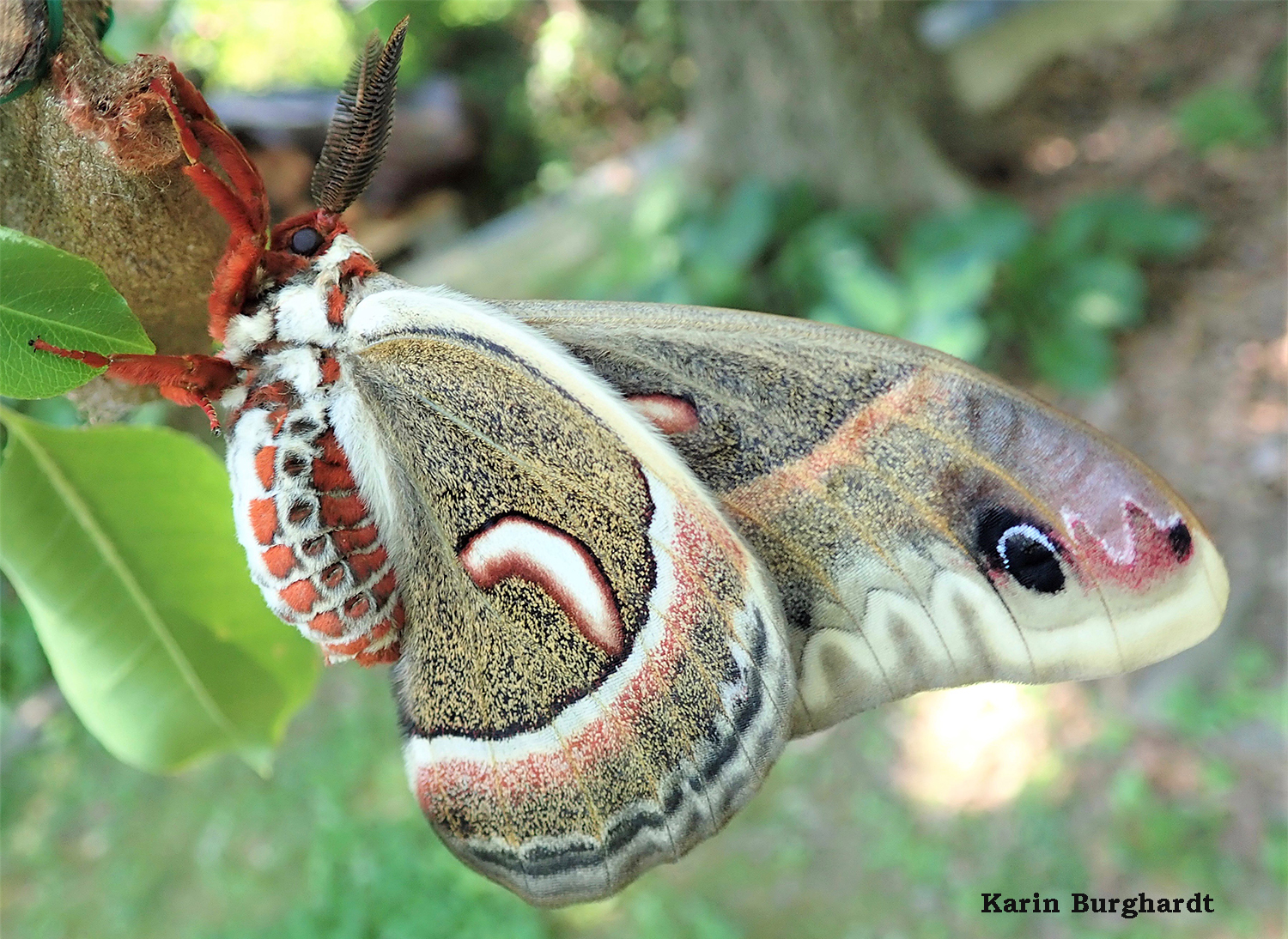 Бабочка Павлиноглазка цекропия