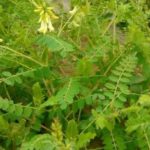 Astragalus, a planta da longevidade.