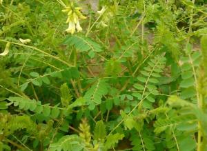 Astragalus, a planta da longevidade.