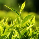 15 plantas que purificam o ar