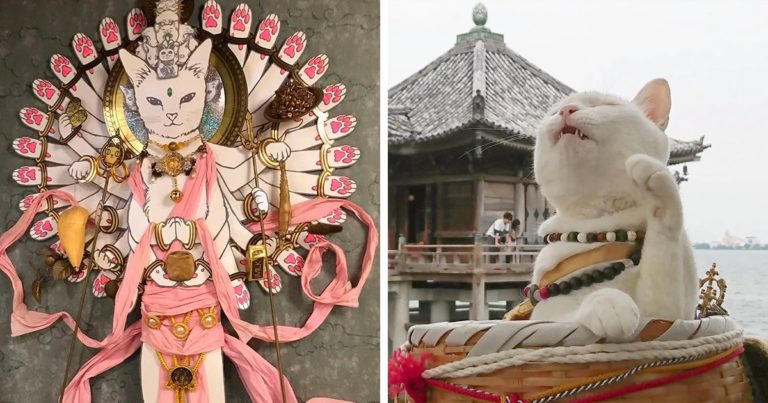 Existe um santuário de gatos no Japão com gatinhos monges
