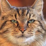 Gatos: os monges silenciosos