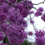 Usos terapêuticos do Ipê-roxo