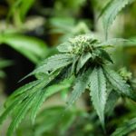 Cannabis faz bem ao intestino e serve como anti-inflamatório