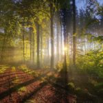 🌱 Criatura de Deus