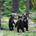 Fotógrafa registra três bebês ursos dançando no meio da floresta