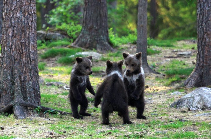 Fotógrafa registra três bebês ursos dançando no meio da floresta