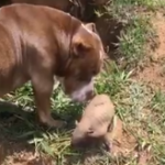 Tatuzinho mora na Floresta, mas visita o Amigo Pitbull todos os dias