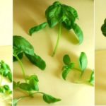 Alimentos que você compra uma vez e replanta para sempre