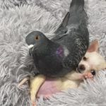 Pombo e chihuahua ficam amigos em abrigo
