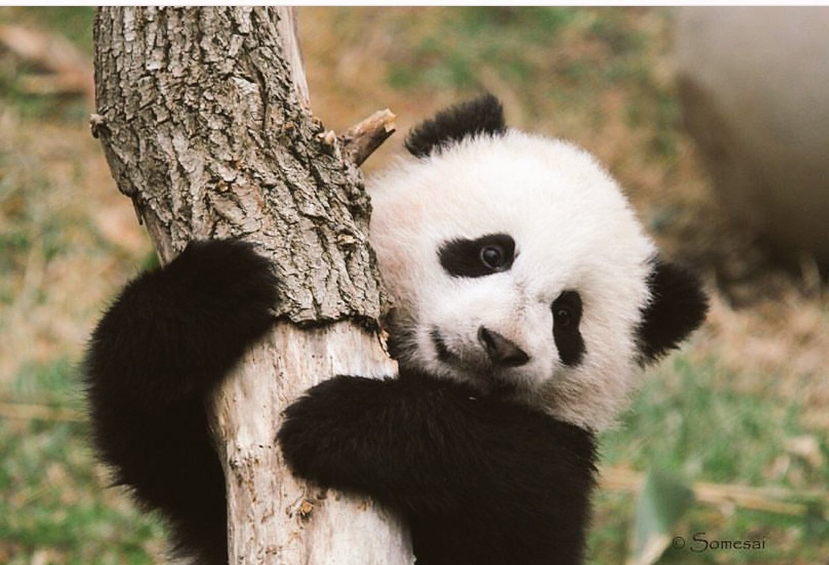 Conheça as árvores capazes de transferir energia vital