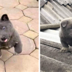 Será que este filhote é uma mistura entre um gato e um cachorro?