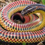 Cobra Arco-Íris mais de meio século sumida, em um condado da Flórida, reaparece na Natureza