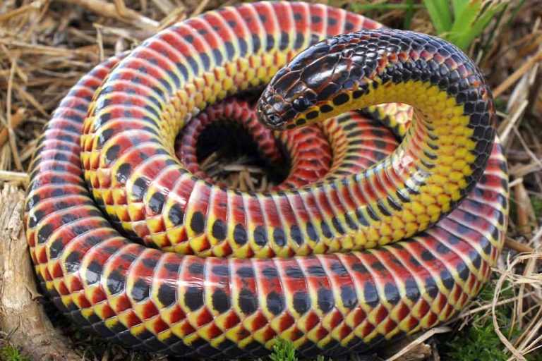 Cobra Arco-Íris mais de meio século sumida, em um condado da Flórida, reaparece na Natureza