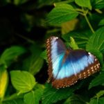 10 lindas borboletas nativas do Brasil