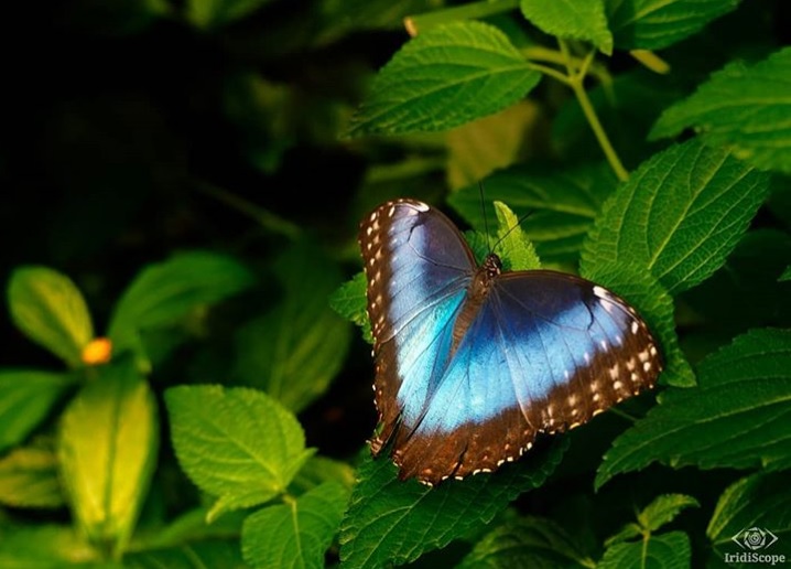 10 lindas borboletas nativas do Brasil
