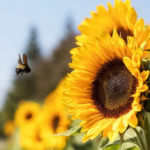 Santuário para abelhas é construído com girassóis no México