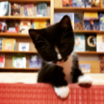 Livraria tem gatinhos circulando livremente e seus clientes podem adotá-los