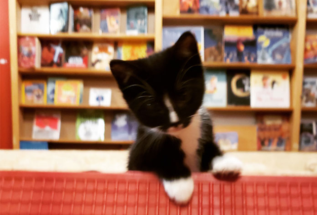 Livraria tem gatinhos circulando livremente e seus clientes podem adotá-los