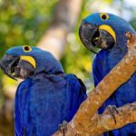 Nascem araras azuis em área devastada pelas queimadas na Amazônia
