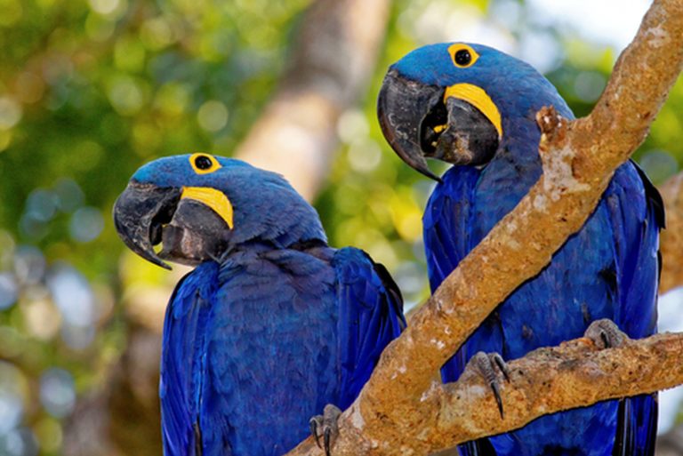 Nascem araras azuis em área devastada pelas queimadas na Amazônia