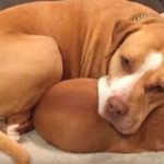 Pitbull se recusa a ser adotada sem o melhor amigo, um chihuahua