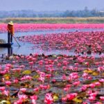 Flor de Lótus: Um dos símbolos mais profundos e antigos que existem