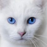 A verdade sobre os gatos brancos de olhos azuis