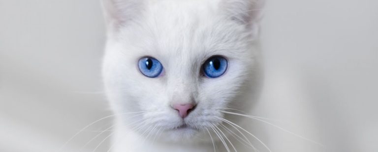A verdade sobre os gatos brancos de olhos azuis