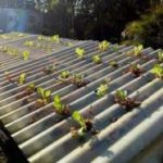 Veja o Agrônomo brasileiro criou primeira telha hidropônica do mundo