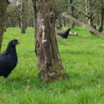 Arborista francês troca pesticidas por criação de galinhas em plantações