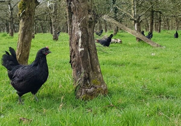 Arborista francês troca pesticidas por criação de galinhas em plantações