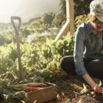 Cultivantivando os próprios alimentos contra este sistema corrupto