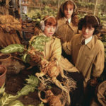 Você já ouviu falar da Mandrágora?