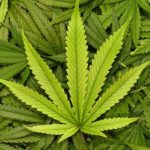 Conheça 5 remédios que a cannabis pode substituir tranquilamente