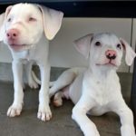 Cãozinho de abrigo cuida de sua irmã surda e cega como um cão-guia pessoal