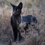 Veja este Gato enorme e estranho na selva da Tanzânia. Tão bonito quanto misterioso