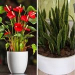 Plantas que purificam ambientes internos