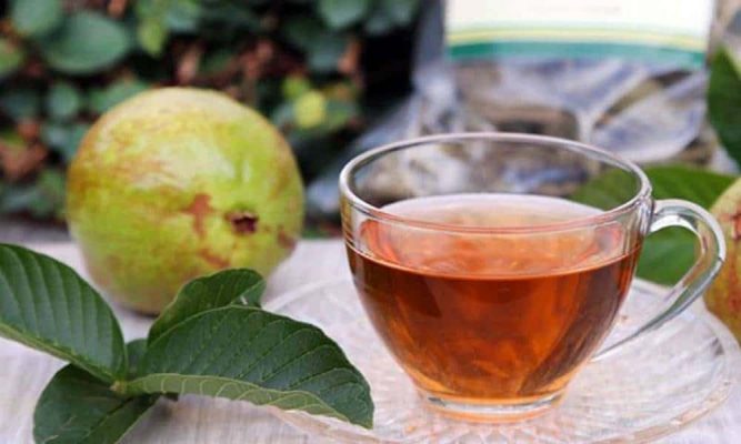 Benefícios do Chá de folha de Goiaba
