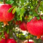 Benefícios da Romã