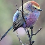 A natureza criou um pássaro incrível que parece ter vindo dos contos de fadas