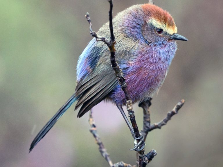 A natureza criou um pássaro incrível que parece ter vindo dos contos de fadas