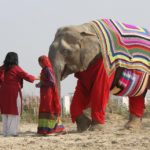 Mulheres de vilarejo indiano tricotam roupas para proteger elefantes locais do frio