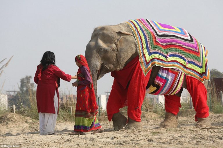 Mulheres de vilarejo indiano tricotam roupas para proteger elefantes locais do frio