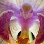 As orquídeas com as formas mais exóticas do mundo