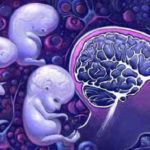 As células dos filhos vivem no cérebro de suas mães