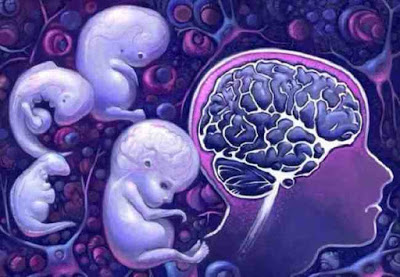 As células dos filhos vivem no cérebro de suas mães