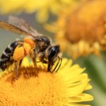 25 Curiosidades sobre as Abelhas