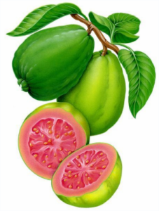 Goiabeira