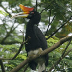 Cientistas divulgam lista de animais menos conhecidos ameaçados de extinção